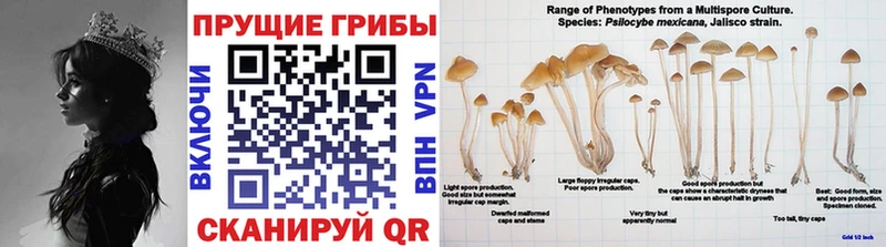 где купить наркотик  Петушки  кракен сайт  Псилоцибиновые грибы прущие грибы 